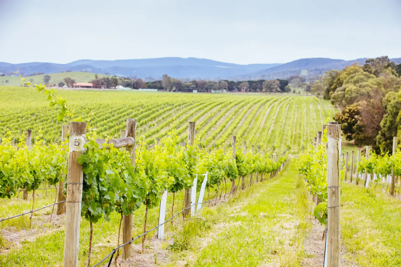 Vineyards in the Yarra Valley