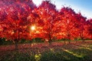Autum in Bright - Red leaves