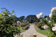 Victoria State Rose Gardens at Werribee