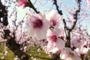 Overnight Cherry Blossom trip
