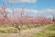Beautiful Cherry Blossom farm