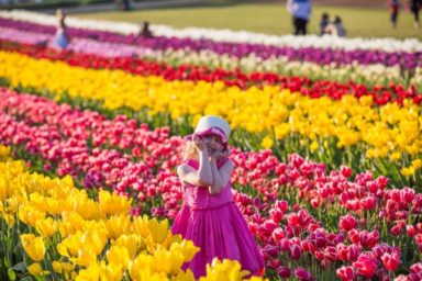 Tulip Festival Children Weeks